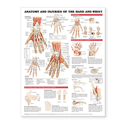 NBN Planche Anatomy and Injuries of the Hand & Wrist