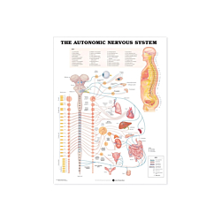 NBN Planche The Autonomic Nervous System, Ulamineret