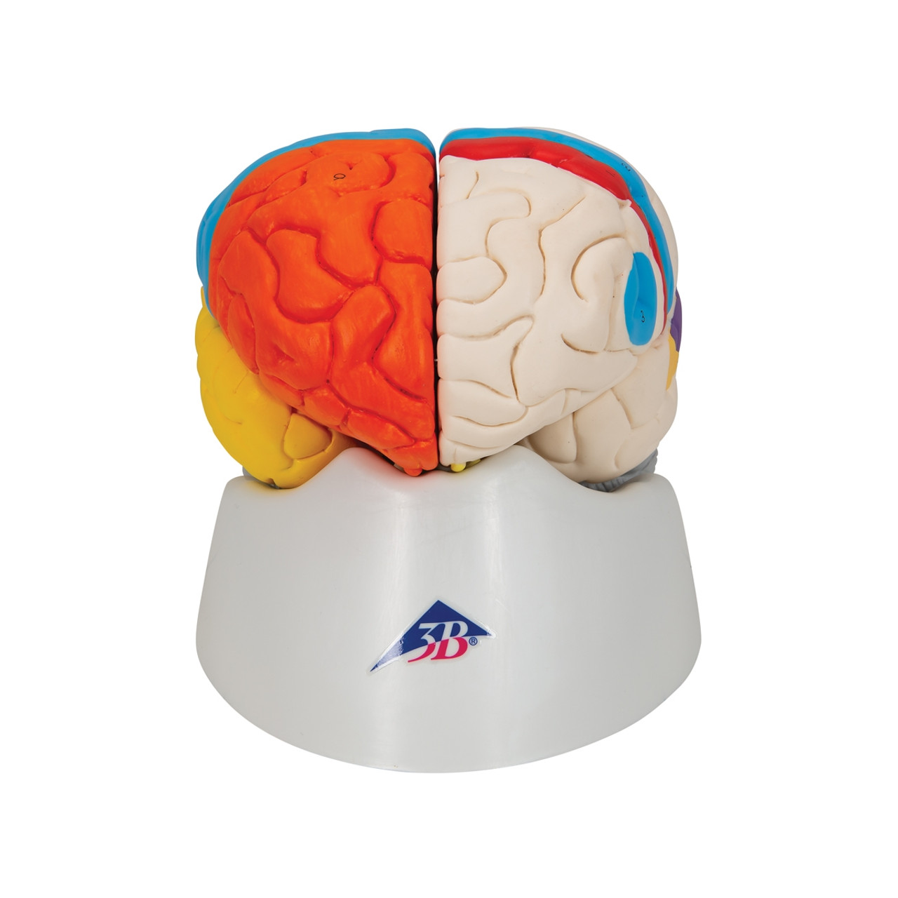 Neuro Anatomical Brain, 8 dele