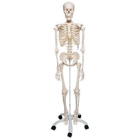 3B Classic Skelet på stativ