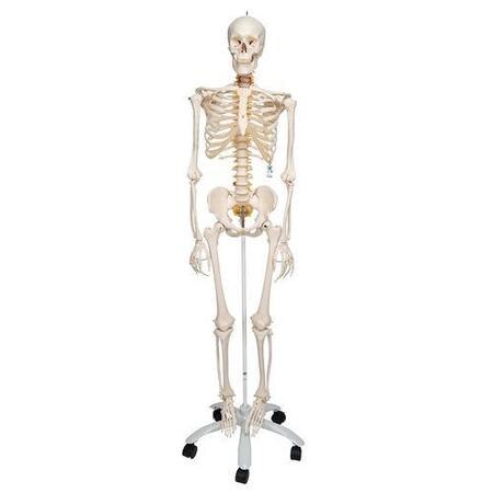 3B Flexibel Skelet på stativ 176 cm