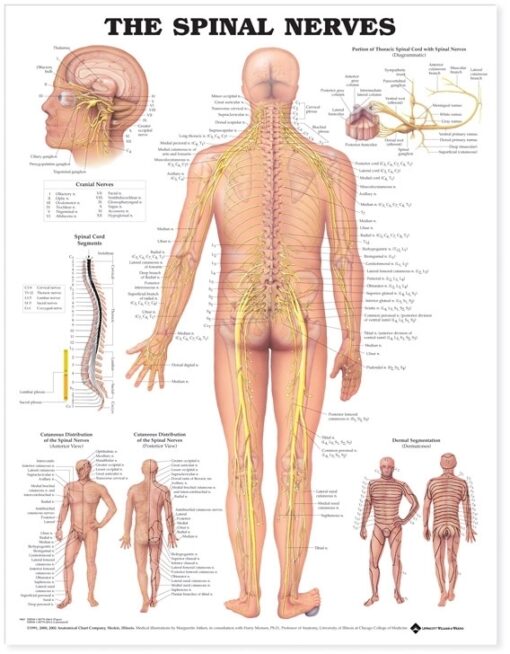 NBN Planche The Spinal Nerves, Ulamineret