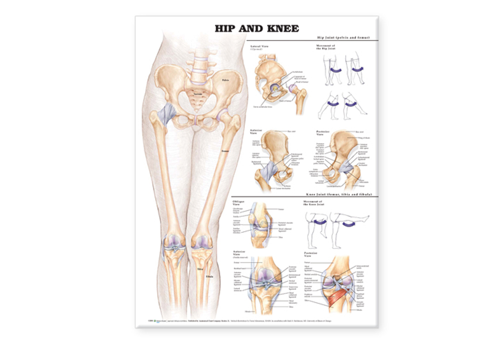 NBN Planche Hip And Knee, Ulamineret
