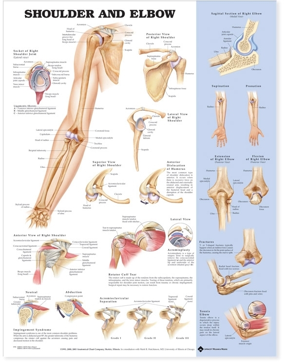 NBN Planche Shoulder and Elbow, Ulamineret