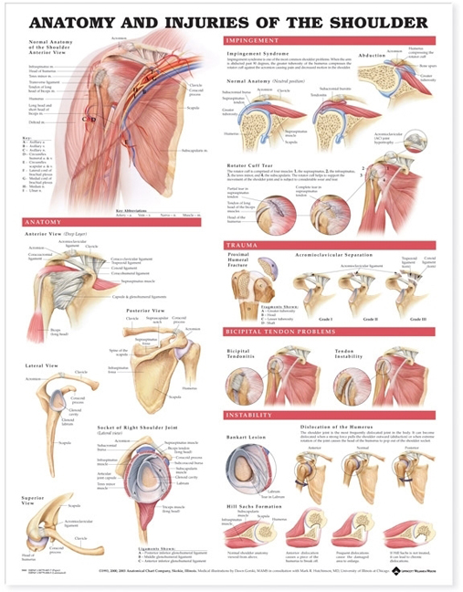 NBN Planche Anatomy & Injuries of the Shoulder, Flexible Plast