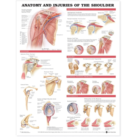 NBN Planche Anatomy and Injuries of the Shoulder, Lamineret