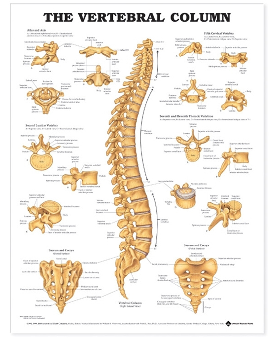 NBN Planche The Vertebral Column, Ulamineret