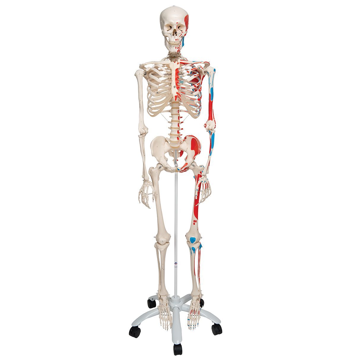 3B Skelet m/Muskler på stativ 192 cm