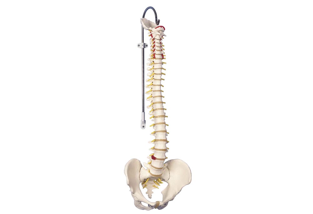 Columna med prolaps u/stativ