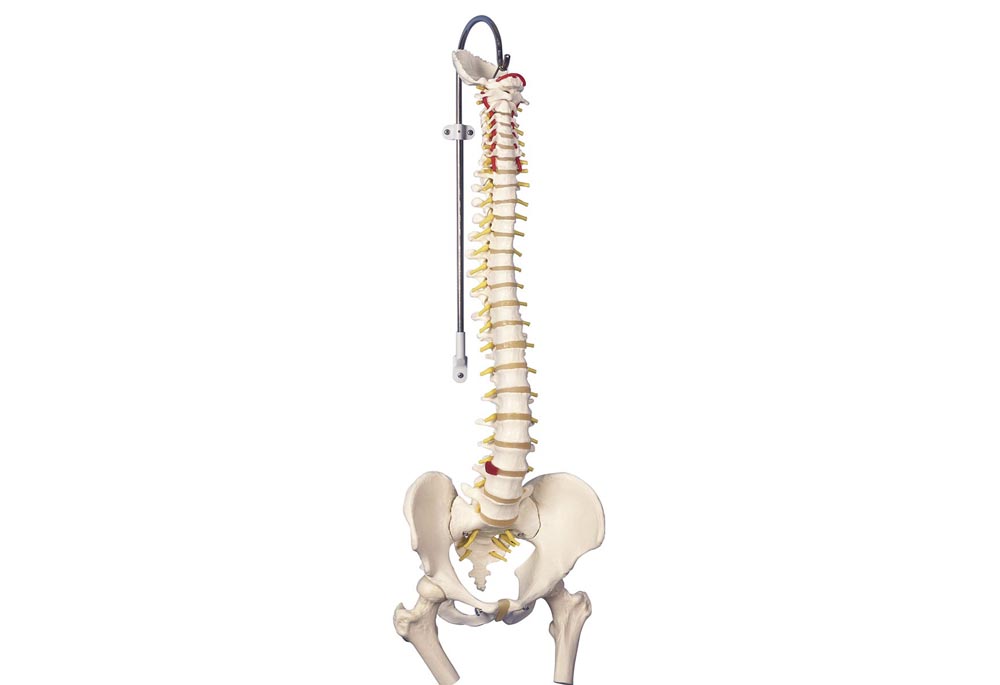 Columna med lårben