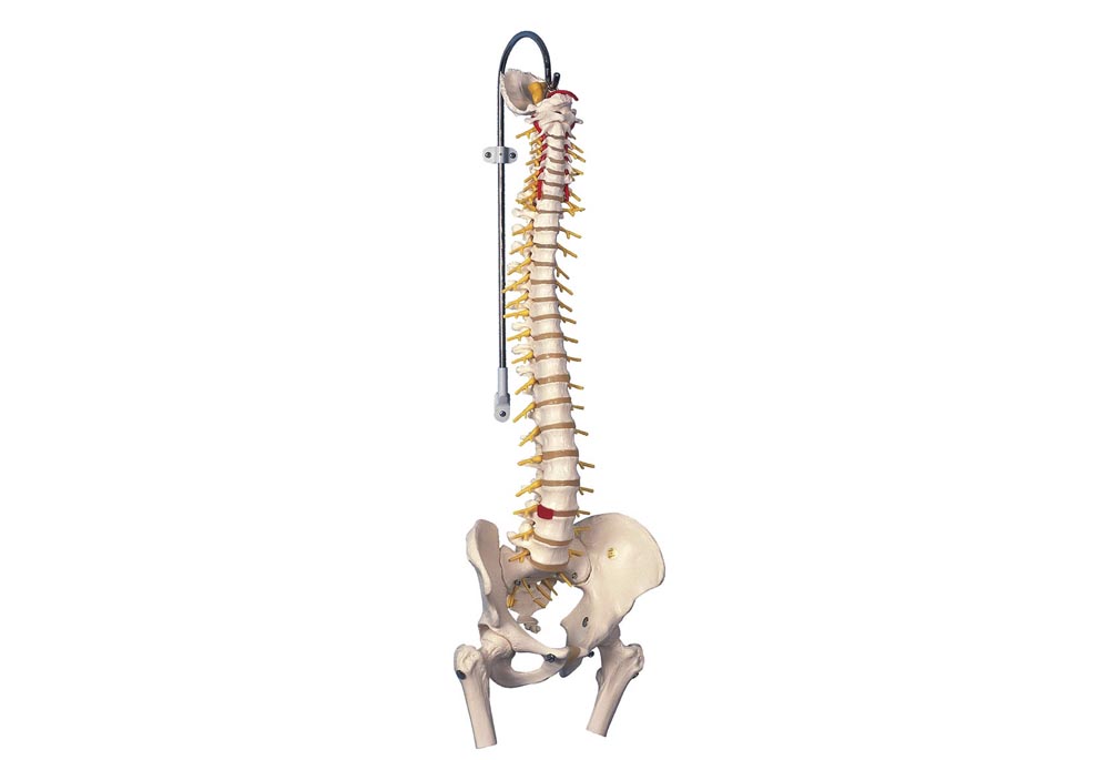 Columna med lårknogler