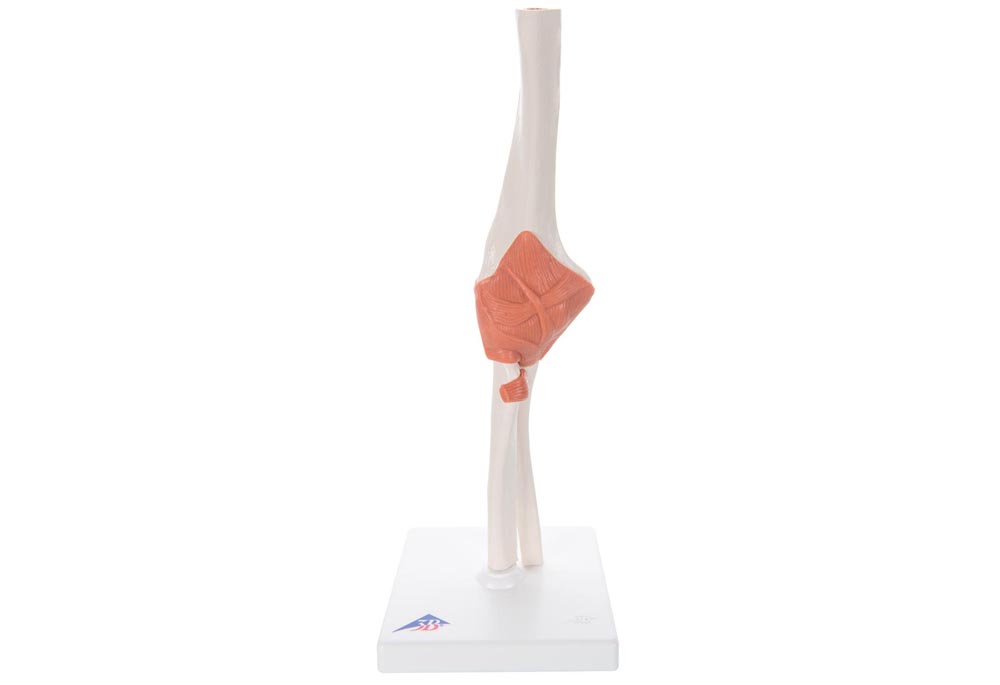 3B Functional Human Elbow