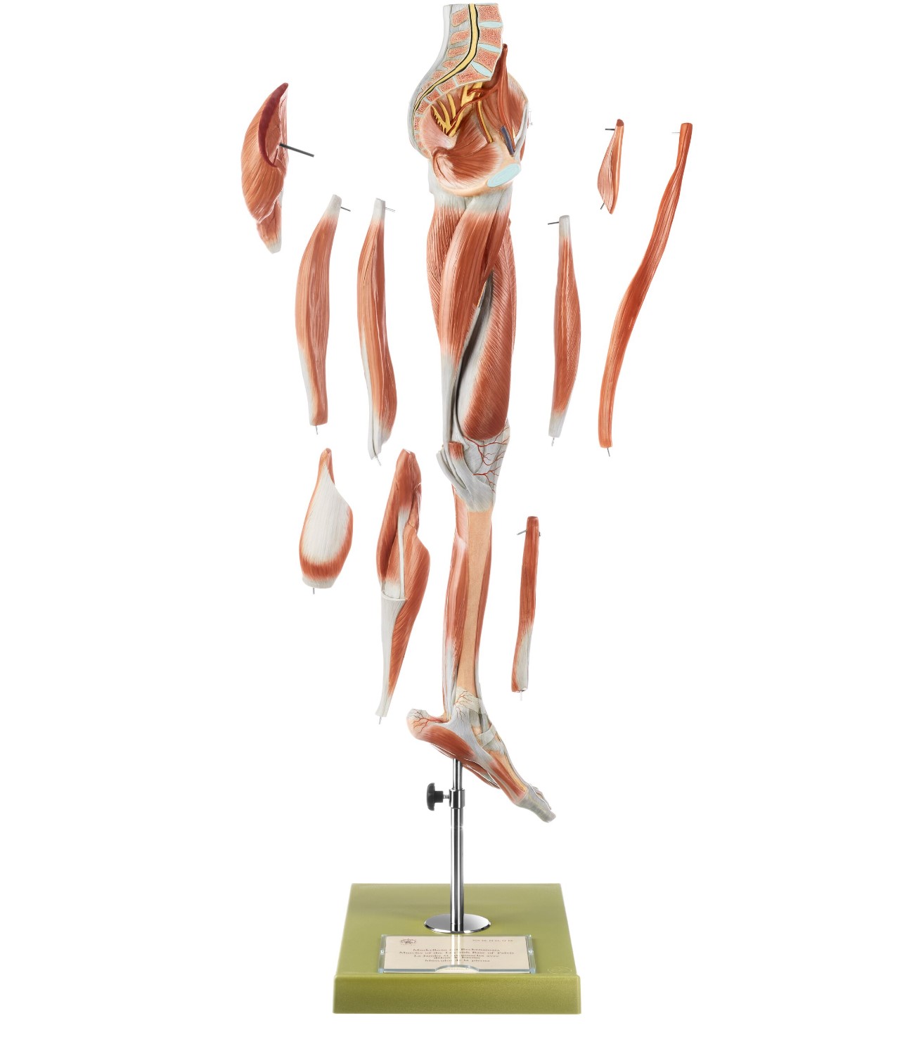Somso Benmuskler m. Pelvis, 10 dele