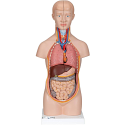 3B Mini Torso m/hoved, 12 dele