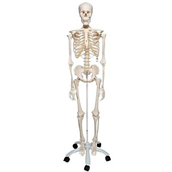 3B Classic Skelet på stativ