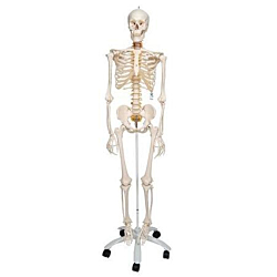 3B Flexibel Skelet på stativ 176 cm