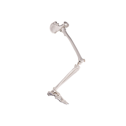 Ben med fod og bækken