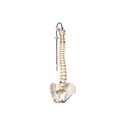 Columna med prolaps u/stativ