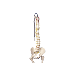 Columna med lårben 