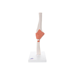 3B Functional Human Elbow