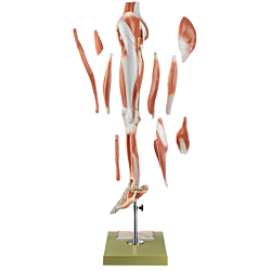Somso Benmuskler m. Pelvis, 10 dele