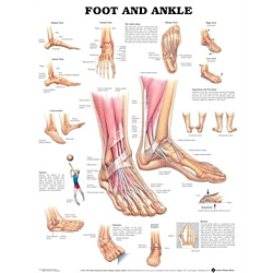 NBN Planche Foot and Ankle, Flexible Plast
