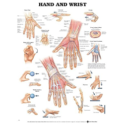 NBN Planche Hand and Wrist, Flexible Plast