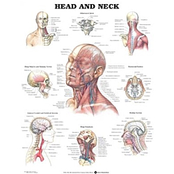 NBN Planche Head and Neck, Flexibel Plast