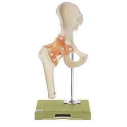 Somso Hofteled Funktionsmodel