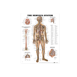 NBN Planche The Nerve System, Lamineret