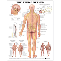  NBN Planche The Spinal Nerves, Ulamineret
