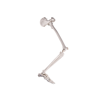  Ben med fod og bækken