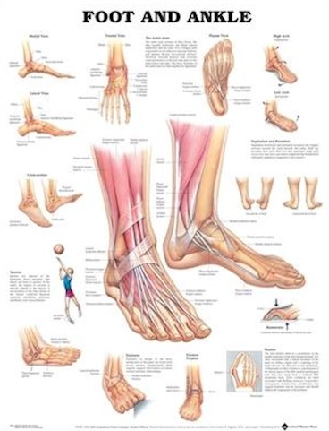 NBN Planche Foot and Ankle, Flexible Plast