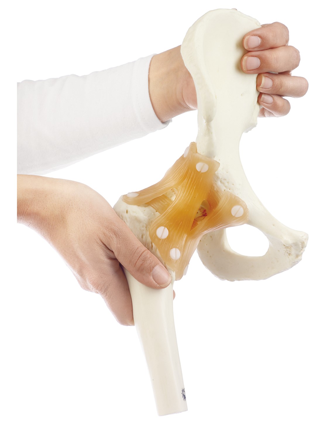 Somso Hofteled Funktionsmodel