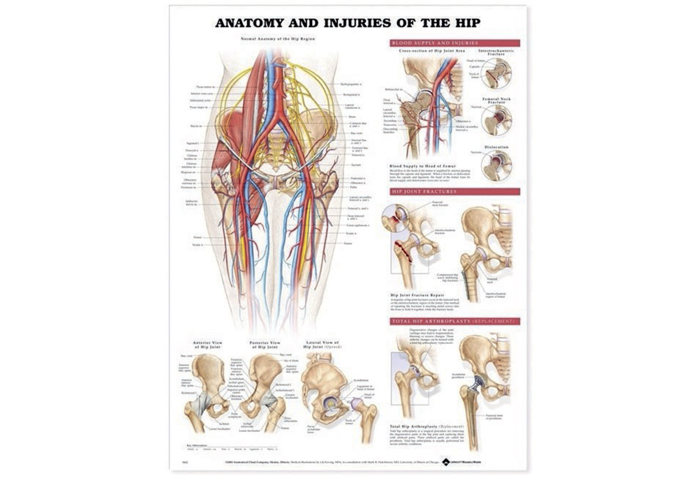 NBN Planche Anatomy & Injuries of the hip