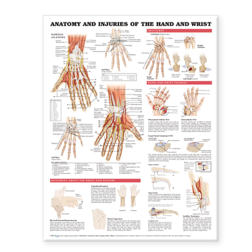 NBN Planche Anatomy and Injuries of the Hand & Wrist, Ulamineret