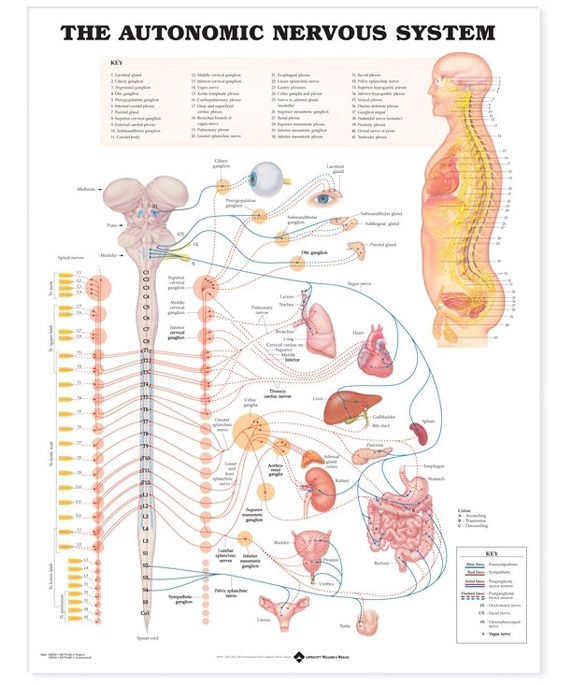 NBN Planche The Autonomic Nervous System, Ulamineret