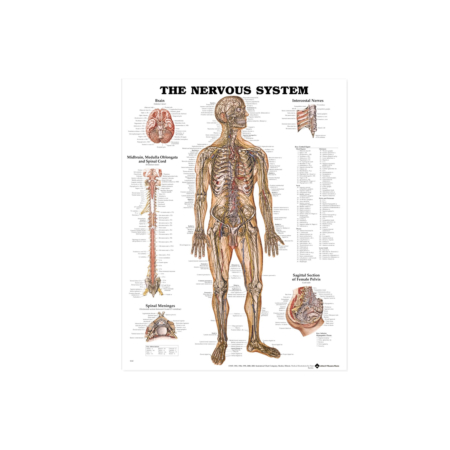 NBN Planche The Nerve System, Lamineret