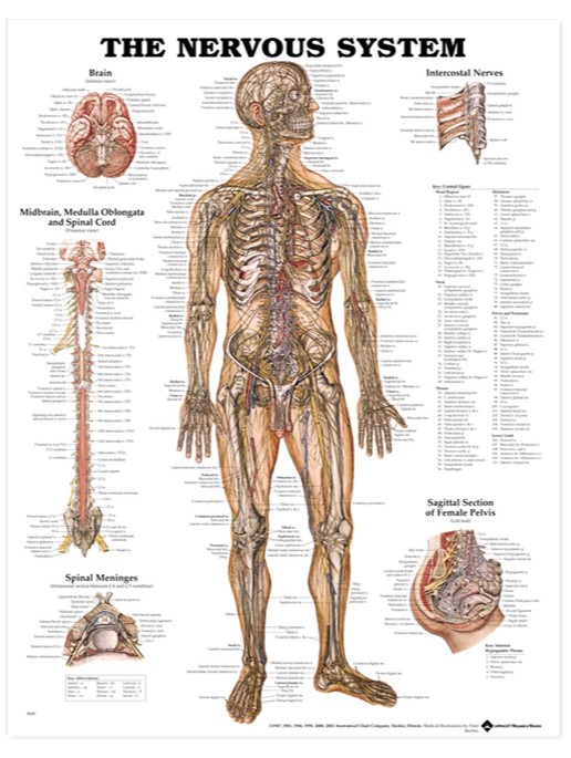 NBN Planche The Nerve System, Flexible Plast