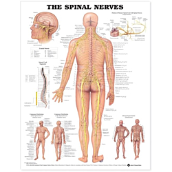 NBN Planche The Spinal Nerves, Ulamineret