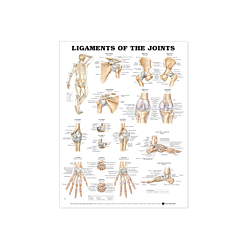 NBN Planche Ligaments of the Joints