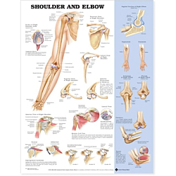 NBN Planche Shoulder and Elbow, Flexible Plast