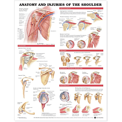 NBN Planche Anatomy & Injuries of the Shoulder, Flexible Plast