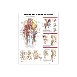 NBN Planche Anatomy & Injuries of the hip
