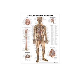 NBN Planche The Nerve System, Flexible Plast