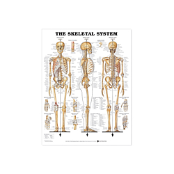 NBN Planche The Skeletal System 105 x 155 cm